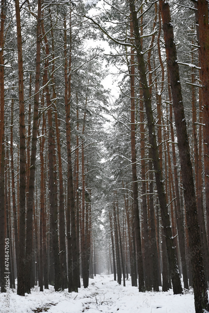 Winter forest landscape, snow-covered trees, winter landscape. Winter forest landscape, snow-covered trees, winter landscape.