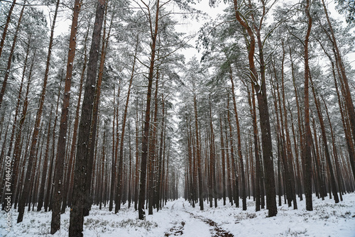 Winter forest landscape, snow-covered trees, winter landscape.