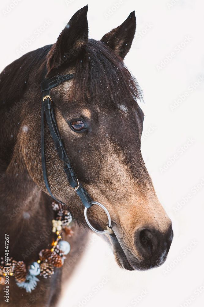 Fototapeta premium Deutsche Reitponystute