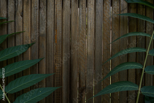 old wooden fence from old boards close-up. in the foreground are large leaves of a beautiful plant. can be used as a photo background. place for text