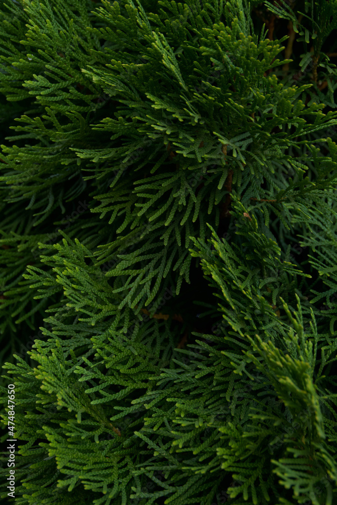 branches of deep green cypress close-up