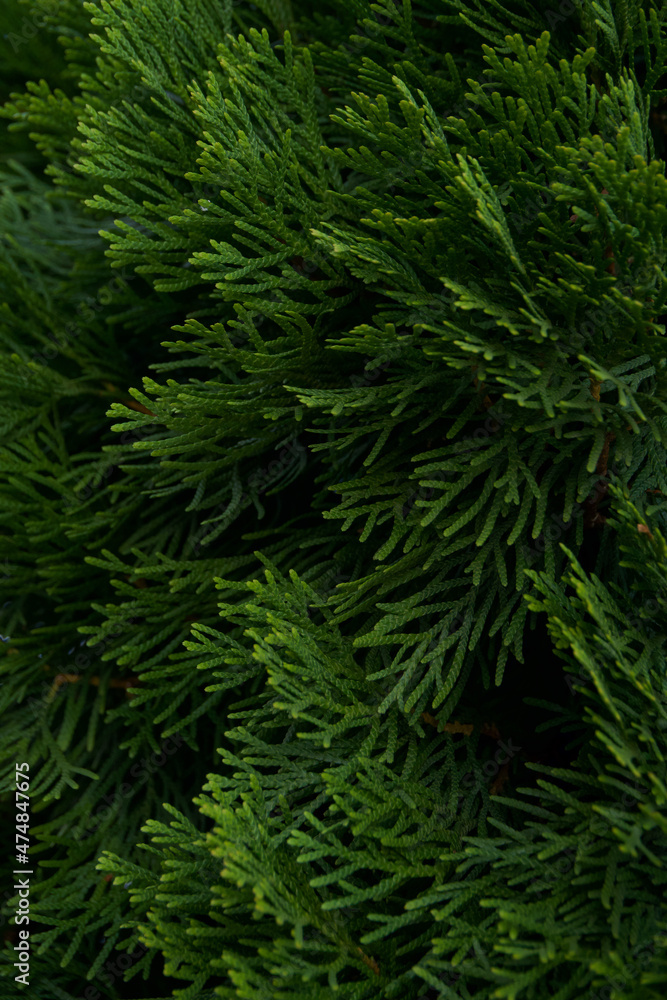 branches of deep green cypress close-up