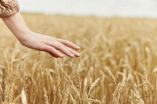 hand spikelets of wheat harvesting organic autumn season concept
