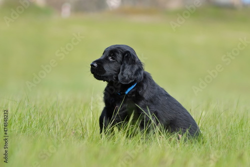 Portrait of a purrebred Flat-coated Retriever puppy. Black dog standing in the meadow.