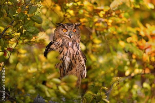 Eagle owl owl sitting on a tree. Bubo bubo. Autumn scene with a charming owl. 