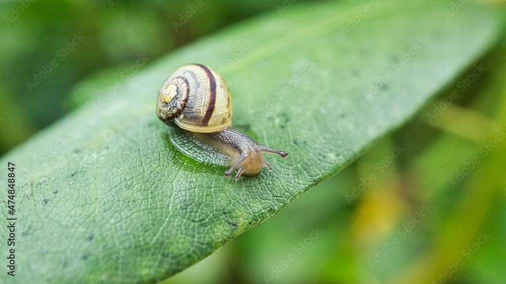 A snail crawling on a plant. Leisurely it crawls forward A snail crawling on a plant. Leisurely it crawls forward