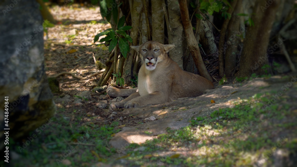 Obraz premium Florida cougar resting in the shade of trees on a hot day