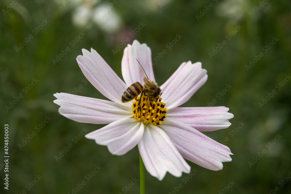 flower close-up. a bee sits on a flower and collects pollen. lumps of pollen are clearly visible on the bee, as well as the bee itself and its wings are clearly visible. photo in natural habitat flower close-up. a bee sits on a flower and collects pollen. lumps of pollen are clearly visible on the bee, as well as the bee itself and its wings are clearly visible. photo in natural habitat