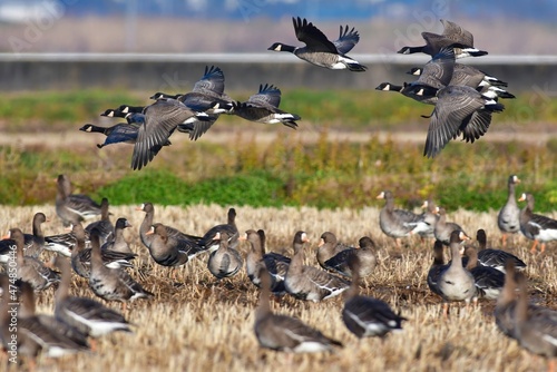 Fotografiet 伊豆沼周辺を飛ぶ北からの美しい渡り鳥シジュウカラガンの群れ