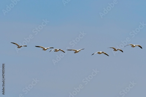 仙台平野の冬の渡り鳥、白く美しいハクガンの群れ
