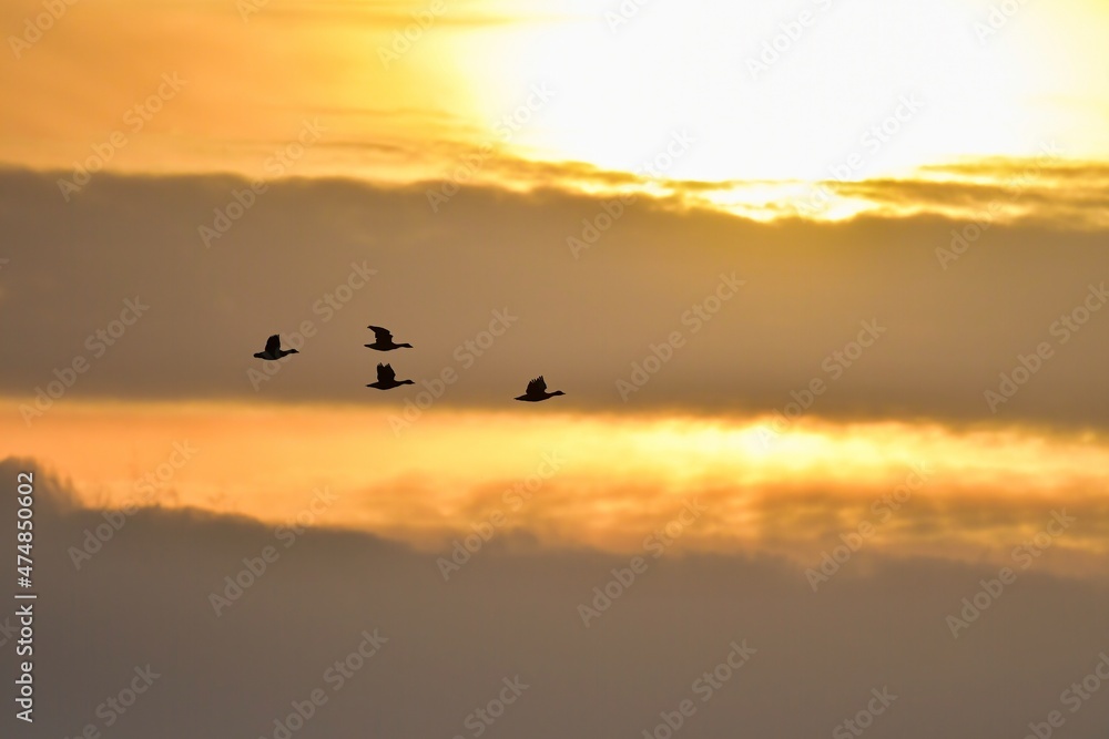 日の出と共に飛び立つ冬鳥マガンの群れ