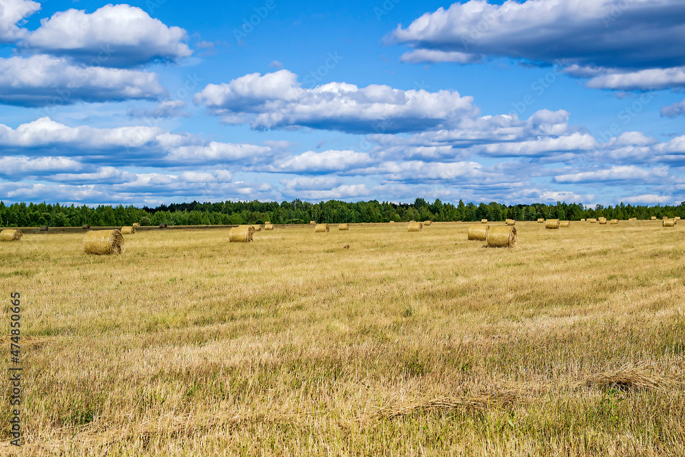 Fototapeta premium a field with straw bales