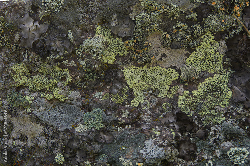 the texture of a mountain rock on which moss and lichen of different colors grow.  close-up photo.  natural concept.  there is room for text.  suitable as a background, texture and for a photophone © Маргарита Трушина