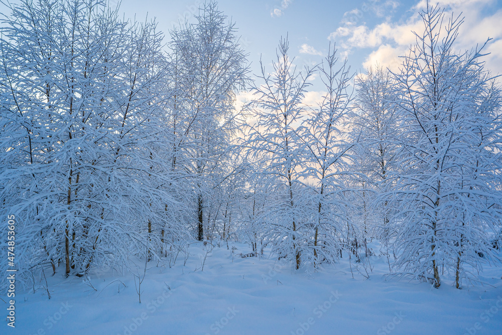 Fototapeta premium snowed winter forest russia birches and trees
