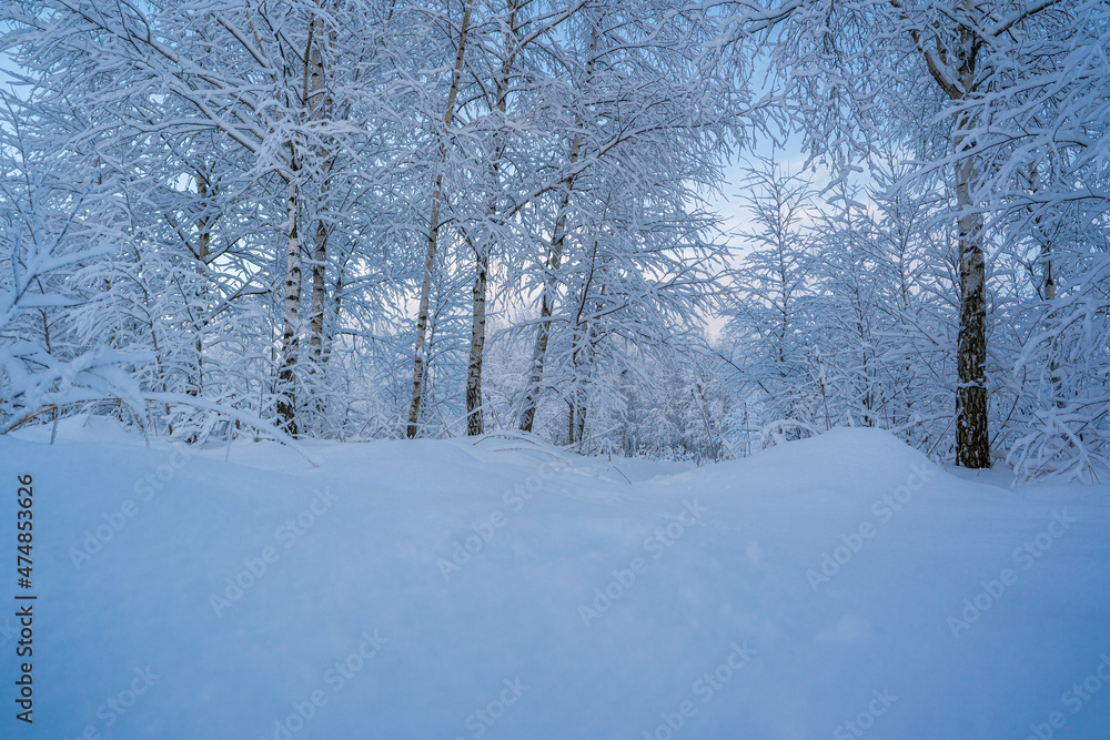 snowed winter forest russia birches and trees snowed winter forest russia birches and trees