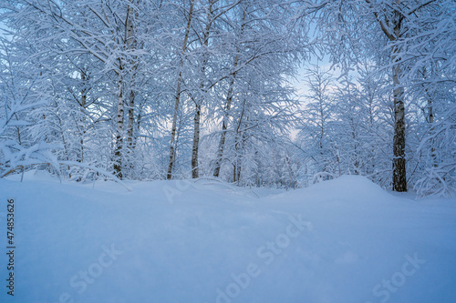 snowed winter forest russia birches and trees © Serge