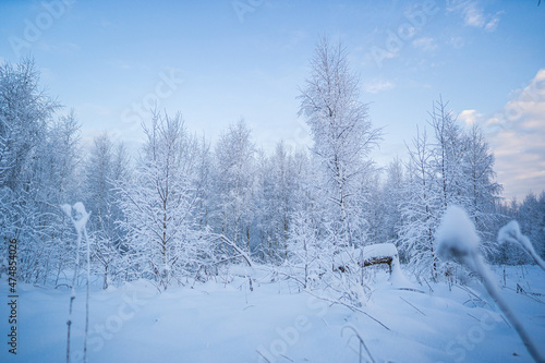 snowed winter forest russia birches and trees