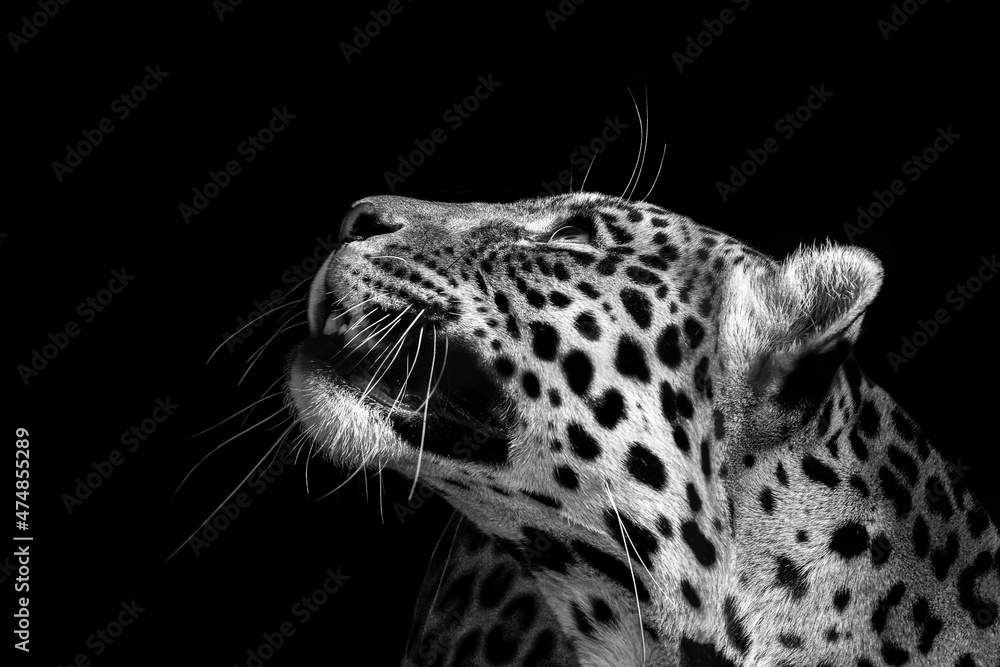 Obraz premium Leopard wildlife , animal 