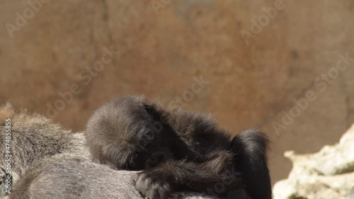 Gorilla baby in the back of gorilla mom photo