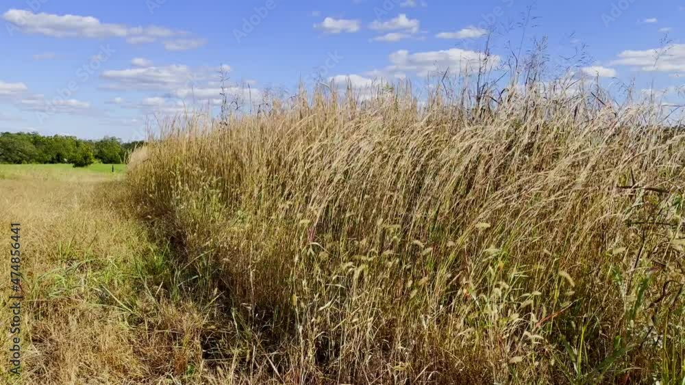 Beautiful farm scenery tall grass blowing in the wind with blue and cloudy skies Beautiful farm scenery tall grass blowing in the wind with blue and cloudy skies