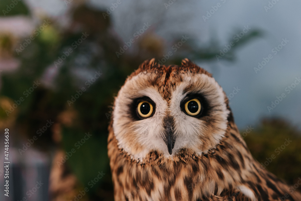 Naklejka premium Owl on a wedding served table