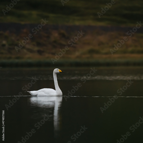 Whooper Swan in Iceland