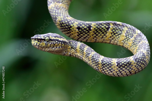 Wagleri viper snake closeup head on branch, beautiful color wagleri snake "Tropidolaemus wagleri"