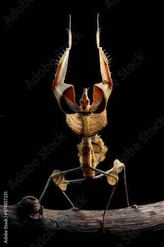 Idolomantis diabolica with self defense position on branch with black background