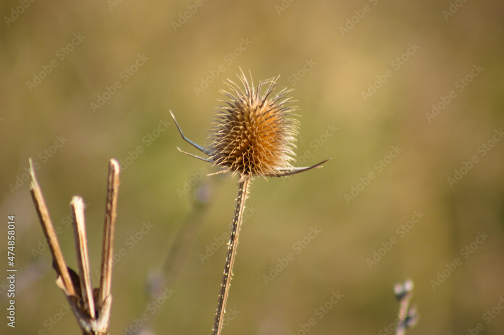 Cutleaf teasel seed closeup view with green blurred background