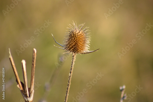 Cutleaf teasel seed closeup view with green blurred background