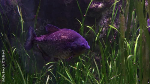 Red bellied piranha fish in a aquario photo