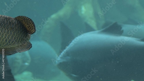 Skate fish and fishes in a aquarium - Potamotrygon motoro photo