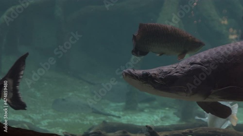 Sturgeon in a aquarium photo