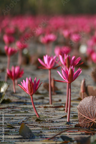 Beautiful red lotus flowers in Bueng Boraphet, Nakhon Sawan Province. photo