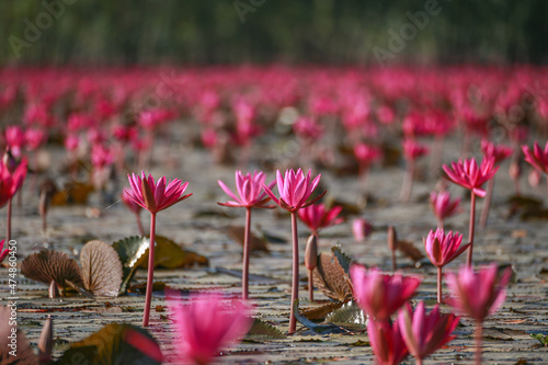 Beautiful red lotus flowers in Bueng Boraphet, Nakhon Sawan Province. photo