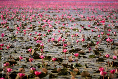 Beautiful red lotus flowers in Bueng Boraphet, Nakhon Sawan Province. photo