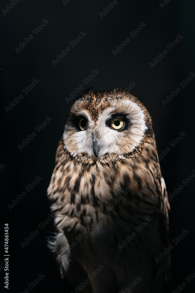 Fototapeta premium Owl on a served wedding table