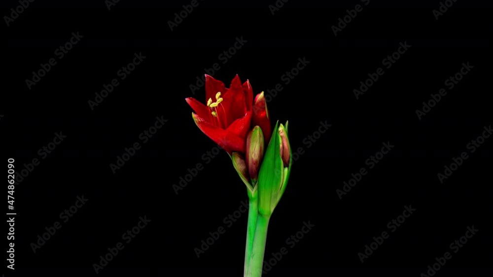 time lapse of growth of white hyperastrum buds on black background time lapse of growth of white hyperastrum buds on black background