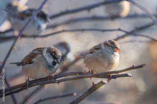 House sparrows (Passer domesticus )  on a rosehip branch at the beginning of winter. Male, female, close-up. © Oksana