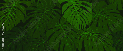 Beautiful big leaf Monstera Deliciosa  Swiss cheese plant  nature green background vector.