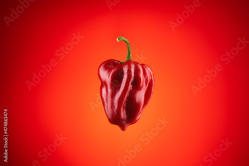 Habanero pepper on red background, hot spicy habanero pepper. photo
