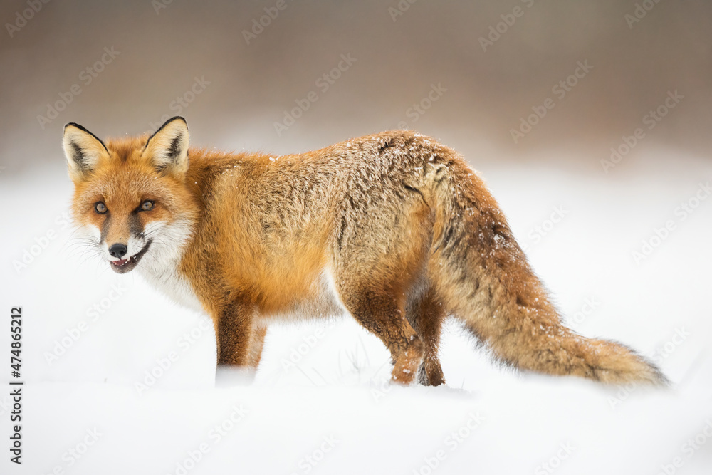 Fototapeta premium Mammals - European Red Fox (Vulpes vulpes)