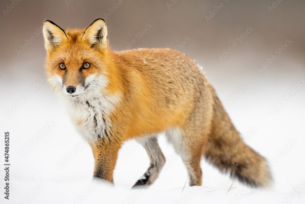 Fototapeta premium Mammals - European Red Fox (Vulpes vulpes)