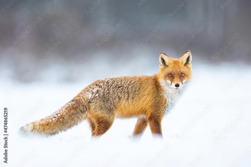 Fototapeta premium Mammals - European Red Fox (Vulpes vulpes)