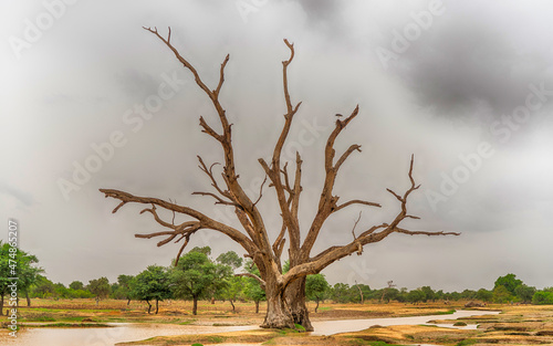 Arbre mort dans le Centre du Burkina Faso