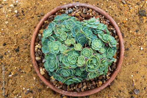 Pale bluish green rosette flowers of Rosularia sempervivum in a pot, native to the Middle East. photo