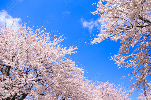 青空と桜