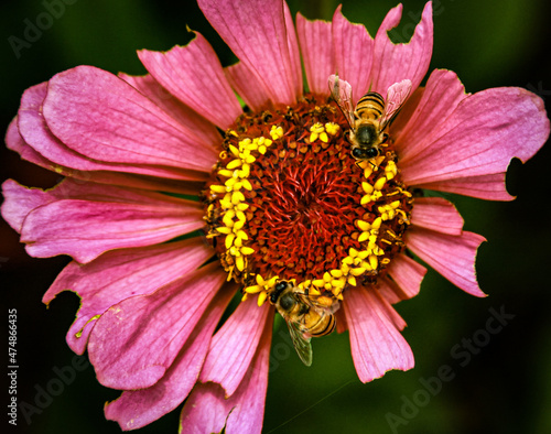 Close-up of Zinnia with honeybees