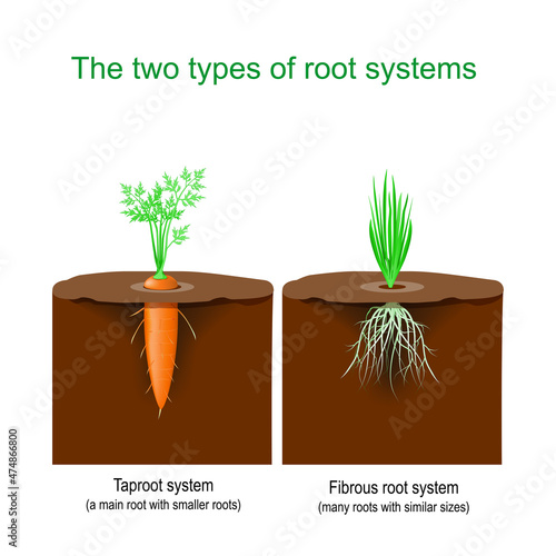 Taproot system and Fibrous root system photo