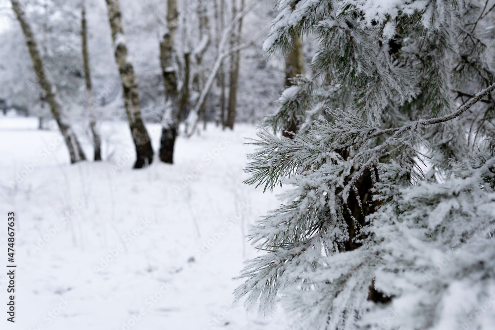 Winter tree. Snow covered pine branches. White blurry background. Frozen pine branches on winter frosty day. Christmas background. Winter tree. Snow covered pine branches. White blurry background. Frozen pine branches on winter frosty day. Christmas background.